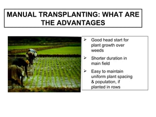 MANUAL TRANSPLANTING: WHAT ARE
THE ADVANTAGES
 Good head start for
plant growth over
weeds
 Shorter duration in
main field
 Easy to maintain
uniform plant spacing
& population, if
planted in rows
 