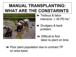 MANUAL TRANSPLANTING:
WHAT ARE THE CONSTARINTS
 Tedious & labor
intensive, > 30 PD ha-1
 Difficult to find
labor to plant on time
 Drudgery & back
problem
 Poor plant population due to contract TP
on area basis
 