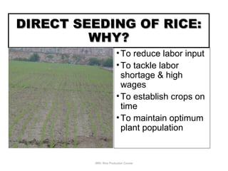 DIRECT SEEDING OF RICE:DIRECT SEEDING OF RICE:
WHY?WHY?
•To reduce labor input
•To tackle labor
shortage & high
wages
•To establish crops on
time
•To maintain optimum
plant population
IRRI: Rice Production Course
 