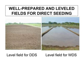 Level field for DDS Level field for WDS
WELL-PREPARED AND LEVELED
FIELDS FOR DIRECT SEEDING
 