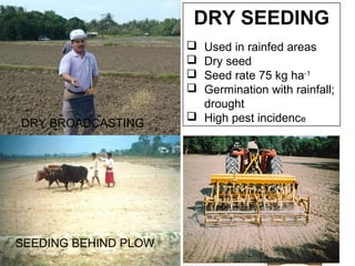 DRY SEEDING
 Used in rainfed areas
 Dry seed
 Seed rate 75 kg ha-1
 Germination with rainfall;
drought
 High pest incidence
SEEDING BEHIND PLOW Machine seeding
DRY BROADCASTING
 