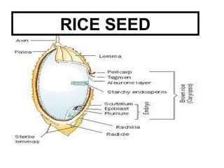 RICE SEED
 