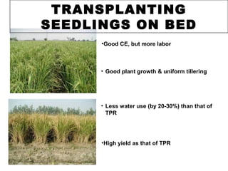 TRANSPLANTING
SEEDLINGS ON BED
•Good CE, but more labor
• Good plant growth & uniform tillering
•High yield as that of TPR
• Less water use (by 20-30%) than that of
TPR
 