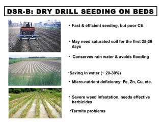 DSR-B: DRY DRILL SEEDING ON BEDS
• Fast & efficient seeding, but poor CE
• May need saturated soil for the first 25-30
days
• Micro-nutrient deficiency: Fe, Zn, Cu, etc.
• Severe weed infestation, needs effective
herbicides
•Termite problems
•Saving in water (~ 20-30%)
• Conserves rain water & avoids flooding
 