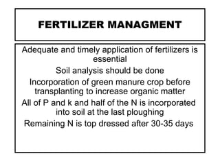 FERTILIZER MANAGMENT
Adequate and timely application of fertilizers is
essential
Soil analysis should be done
Incorporation of green manure crop before
transplanting to increase organic matter
All of P and k and half of the N is incorporated
into soil at the last ploughing
Remaining N is top dressed after 30-35 days
 