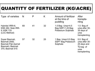 QUANTITY OF FERTILIZER (KGACRE)
Type of varieties N P K Amount of fertilizer
at the time of
puddling
After
transpla-
nting
Hybrids/ IRRI-6,
KSK 282, Niab IRR-
9, KSK 133
(LCC Method)
69 41 32 1.5 Bag Urea+4.5
Bag SSP+1.25 Bag
Potassium Sulphate
1.5 Bag of
urea after 30-
35 days of
urea
transplanting
Super Basmati,
Basmati 2000,
Basmati Pak (karnal
Basmati), Basmati
370, Basmati 515
57 32 25 1 Bag Urea+3.5 Bag
SSP+ Bag Potassium
Sulphate
0.5 Bag of
urea after 30-
25 days and
¾ bag of
urea
transplanting
 