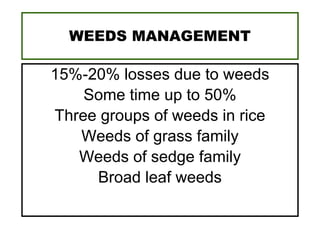WEEDS MANAGEMENT
15%-20% losses due to weeds
Some time up to 50%
Three groups of weeds in rice
Weeds of grass family
Weeds of sedge family
Broad leaf weeds
 