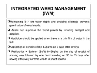 INTEGRATED WEED MANAGEMENT
(IWM)
Maintaining 5–7 cm water depth and avoiding drainage prevents
germination of weed seeds.
 Azolla can suppress the weed growth by reducing sunlight and
aeration.
 Herbicide should be applied when there is a thin film of water in the
field
Application of pendimethalin 1.0kg/ha on 5 days after sowing
 Pretilachlor + Safener (Sofit) 0.45kg/ha on the day of receipt of
soaking rain followed by one hand weeding on 30 to 35 days after
sowing effectively controls weeds in kharif season
 