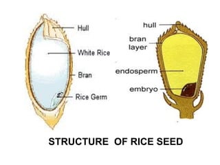 STRUCTURE OF RICE SEED
 