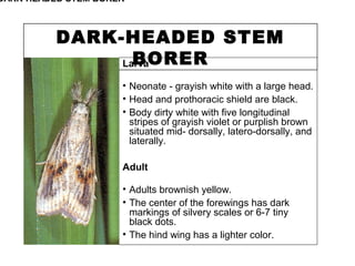 DARK-HEADED STEM
BORERLarva
• Neonate - grayish white with a large head.
• Head and prothoracic shield are black.
• Body dirty white with five longitudinal
stripes of grayish violet or purplish brown
situated mid- dorsally, latero-dorsally, and
laterally.
Adult
• Adults brownish yellow.
• The center of the forewings has dark
markings of silvery scales or 6-7 tiny
black dots.
• The hind wing has a lighter color.
DARK-HEADED STEM BORER
 