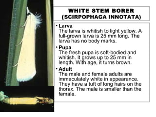 • Larva
The larva is whitish to light yellow. A
full-grown larva is 25 mm long. The
larva has no body marks.
• Pupa
The fresh pupa is soft-bodied and
whitish. It grows up to 25 mm in
length. With age, it turns brown.
• Adult
The male and female adults are
immaculately white in appearance.
They have a tuft of long hairs on the
thorax. The male is smaller than the
female.
WHITE STEM BORER
(SCIRPOPHAGA INNOTATA)
 