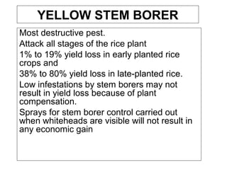 YELLOW STEM BORER
Most destructive pest.
Attack all stages of the rice plant
1% to 19% yield loss in early planted rice
crops and
38% to 80% yield loss in late-planted rice.
Low infestations by stem borers may not
result in yield loss because of plant
compensation.
Sprays for stem borer control carried out
when whiteheads are visible will not result in
any economic gain.
 