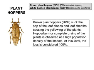 PLANT
HOPPERS
Brown plant hopper (BPH) (Nilaparvatha lugens)
White backed planthopper (WBPH) (Sogatella furcifera)
Brown planthoppers (BPH) suck the
sap of the leaf blades and leaf sheaths,
causing the yellowing of the plants.
Hopperburn or complete drying of the
plants is observed at a high population
density of the insects. At this level, the
loss is considered 100%.
 