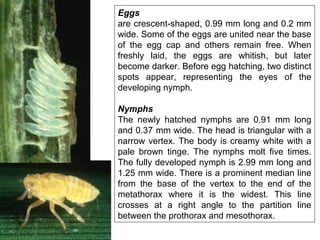 Eggs
are crescent-shaped, 0.99 mm long and 0.2 mm
wide. Some of the eggs are united near the base
of the egg cap and others remain free. When
freshly laid, the eggs are whitish, but later
become darker. Before egg hatching, two distinct
spots appear, representing the eyes of the
developing nymph.
Nymphs
The newly hatched nymphs are 0.91 mm long
and 0.37 mm wide. The head is triangular with a
narrow vertex. The body is creamy white with a
pale brown tinge. The nymphs molt five times.
The fully developed nymph is 2.99 mm long and
1.25 mm wide. There is a prominent median line
from the base of the vertex to the end of the
metathorax where it is the widest. This line
crosses at a right angle to the partition line
between the prothorax and mesothorax.
 