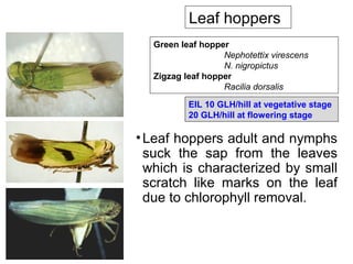 •Leaf hoppers adult and nymphs
suck the sap from the leaves
which is characterized by small
scratch like marks on the leaf
due to chlorophyll removal.
Leaf hoppers
Green leaf hopper
Nephotettix virescens
N. nigropictus
Zigzag leaf hopper
Racilia dorsalis
EIL 10 GLH/hill at vegetative stage
20 GLH/hill at flowering stage
 