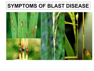 SYMPTOMS OF BLAST DISEASE
 
