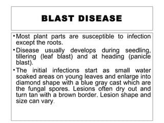 BLAST DISEASE
•Most plant parts are susceptible to infection
except the roots.
•Disease usually develops during seedling,
tillering (leaf blast) and at heading (panicle
blast).
•The initial infections start as small water
soaked areas on young leaves and enlarge into
diamond shape with a blue gray cast which are
the fungal spores. Lesions often dry out and
turn tan with a brown border. Lesion shape and
size can vary.
 