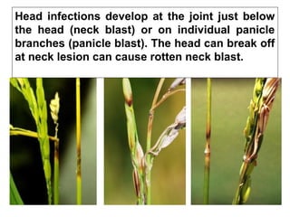 Head infections develop at the joint just below
the head (neck blast) or on individual panicle
branches (panicle blast). The head can break off
at neck lesion can cause rotten neck blast.
 