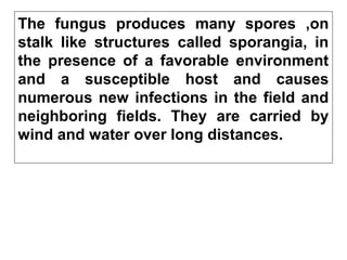 The fungus produces many spores ,on
stalk like structures called sporangia, in
the presence of a favorable environment
and a susceptible host and causes
numerous new infections in the field and
neighboring fields. They are carried by
wind and water over long distances.
 