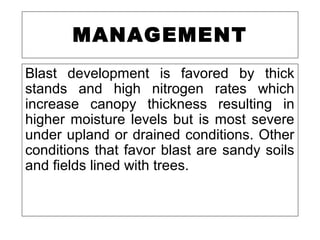 MANAGEMENT
Blast development is favored by thick
stands and high nitrogen rates which
increase canopy thickness resulting in
higher moisture levels but is most severe
under upland or drained conditions. Other
conditions that favor blast are sandy soils
and fields lined with trees.
 