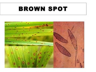 BROWN SPOT
 