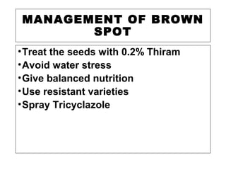 MANAGEMENT OF BROWN
SPOT
•Treat the seeds with 0.2% Thiram
•Avoid water stress
•Give balanced nutrition
•Use resistant varieties
•Spray Tricyclazole
 