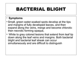BACTERIAL BLIGHT
• Symptoms
• Small, green water-soaked spots develop at the tips
and margins of fully developed leaves, and then
expand along the veins, merge and become chlorotic
then necrotic forming opaque,
• White to grey colored lesions that extend from leaf tip
down along the leaf veins and margins. Both bacterial
blight and bacterial leaf streak can occur
simultaneously and are difficult to distinguish
 