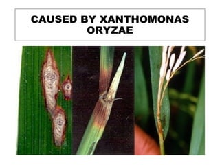 CAUSED BY XANTHOMONAS
ORYZAE
 