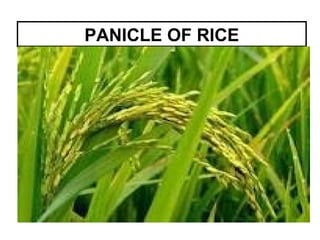 PANICLE OF RICE
 