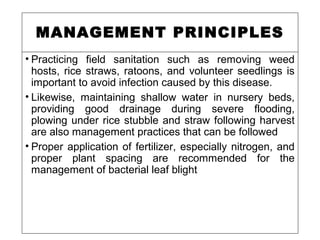 MANAGEMENT PRINCIPLES
• Practicing field sanitation such as removing weed
hosts, rice straws, ratoons, and volunteer seedlings is
important to avoid infection caused by this disease.
• Likewise, maintaining shallow water in nursery beds,
providing good drainage during severe flooding,
plowing under rice stubble and straw following harvest
are also management practices that can be followed
• Proper application of fertilizer, especially nitrogen, and
proper plant spacing are recommended for the
management of bacterial leaf blight
 