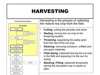 HARVESTING
Harvesting is the process of collecting
the mature rice crop from the field.
• Cutting: cutting the panicles and straw.
• Hauling: moving the cut crop to the
threshing location.
• Threshing: separating the paddy grain
from the rest of the cut crop.
• Cleaning: removing immature, unfilled and
non-grain materials.
• Field drying: (optional) leaving the cut crop
in the field and exposing it to the sun for
drying.
• Stacking / Piling: (optional) temporarily
storing the harvested crop in stacks or
piles.
 