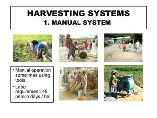 HARVESTING SYSTEMS
1. MANUAL SYSTEM
• Manual operation
sometimes using
tools
• Labor
requirement: 48
person days / ha
 
