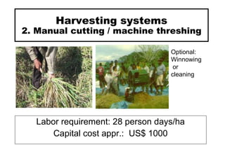 Harvesting systems
2. Manual cutting / machine threshing
Labor requirement: 28 person days/ha
Capital cost appr.: US$ 1000
Optional:
Winnowing
or
cleaning
 