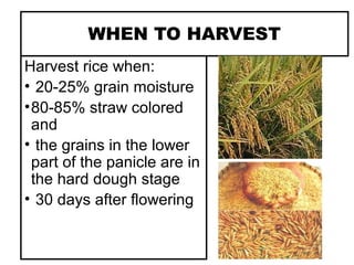 WHEN TO HARVEST
Harvest rice when:
• 20-25% grain moisture
•80-85% straw colored
and
• the grains in the lower
part of the panicle are in
the hard dough stage
• 30 days after flowering
 