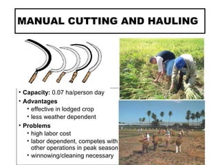 MANUAL CUTTING AND HAULING
• Capacity: 0.07 ha/person day
• Advantages
• effective in lodged crop
• less weather dependent
• Problems
• high labor cost
• labor dependent, competes with
other operations in peak season
• winnowing/cleaning necessary
 