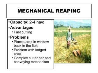 MECHANICAL REAPING
•Capacity: 2-4 ha/d
•Advantages
• Fast cutting
•Problems
• Places crop in window
back in the field
• Problem with lodged
crop
• Complex cutter bar and
conveying mechanism
 