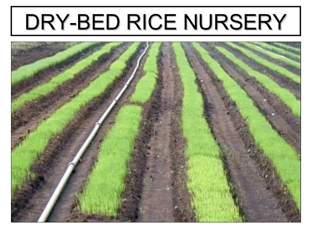 bed nursery