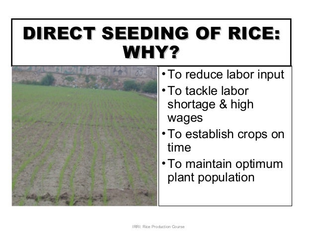 RICE PRODUCTION TECHNOLOGIES