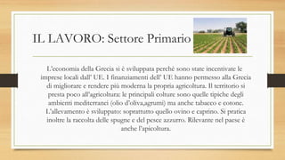 IL LAVORO: Settore Primario
L’economia della Grecia si è sviluppata perchè sono state incentivate le
imprese locali dall’ UE. I finanziamenti dell’ UE hanno permesso alla Grecia
di migliorare e rendere più moderna la propria agricoltura. Il territorio si
presta poco all’agricoltura: le principali colture sono quelle tipiche degli
ambienti mediterranei (olio d’oliva,agrumi) ma anche tabacco e cotone.
L’allevamento è sviluppato: soprattutto quello ovino e caprino. Si pratica
inoltre la raccolta delle spugne e del pesce azzurro. Rilevante nel paese è
anche l’apicoltura.
 