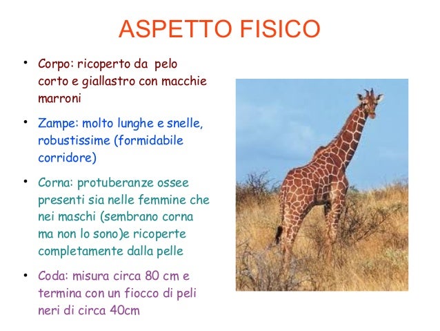 Ricerca di scienze classi quarte
