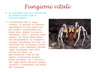 Funzioni vitali

Si riproduce con uova avvolte da
un bozzolo bianco che si
trascina dietro.

L'attenzione che il ragno
riserva al bozzolo è notevole,
esponendolo al sole nelle ore
più calde e riportandolo poi
nella tana. Quando le uova si
schiudono, tutti i piccoli ragni
salgono sul dorso della madre
che pazientemente li trasporta
ovunque. Nonostante le cure, la
tarantola non riconosce i propri
cuccioli e gli eventuali giovani
ragni incontrati sono fatti
salire sul dorso. La
particolarità è che se due
adulti s'incontrano possono
anche uccidersi, ma i cuccioli
del ragno morto divorato vengono
raccolti e trasportati sul dorso
del vincitore
 