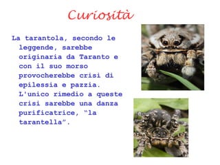 Curiosità
La tarantola, secondo le
leggende, sarebbe
originaria da Taranto e
con il suo morso
provocherebbe crisi di
epilessia e pazzia.
L'unico rimedio a queste
crisi sarebbe una danza
purificatrice, “la
tarantella”.
 