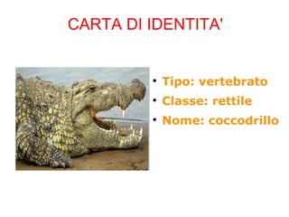 CARTA DI IDENTITA'

Tipo: vertebrato

Classe: rettile

Nome: coccodrillo
 