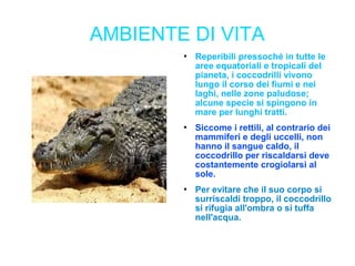 AMBIENTE DI VITA
 Reperibili pressoché in tutte le
aree equatoriali e tropicali del
pianeta, i coccodrilli vivono
lungo il corso dei fiumi e nei
laghi, nelle zone paludose;
alcune specie si spingono in
mare per lunghi tratti.
 Siccome i rettili, al contrario dei
mammiferi e degli uccelli, non
hanno il sangue caldo, il
coccodrillo per riscaldarsi deve
costantemente crogiolarsi al
sole.
 Per evitare che il suo corpo si
surriscaldi troppo, il coccodrillo
si rifugia all'ombra o si tuffa
nell'acqua.
 