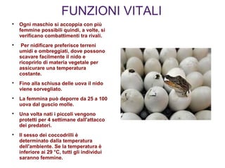 FUNZIONI VITALI

Ogni maschio si accoppia con più
femmine possibili quindi, a volte, si
verificano combattimenti tra rivali.

Per nidificare preferisce terreni
umidi e ombreggiati, dove possono
scavare facilmente il nido e
ricoprirlo di materia vegetale per
assicurare una temperatura
costante.

Fino alla schiusa delle uova il nido
viene sorvegliato.

La femmina può deporre da 25 a 100
uova dal guscio molle.

Una volta nati i piccoli vengono
protetti per 4 settimane dall'attacco
dei predatori.

Il sesso dei coccodrilli è
determinato dalla temperatura
dell'ambiente. Se la temperatura è
inferiore ai 29 °C, tutti gli individui
saranno femmine.
 