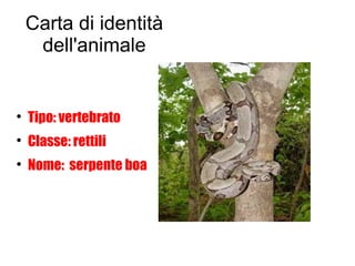 Carta di identità
dell'animale

Tipo: vertebrato

Classe: rettili

Nome: serpente boa
 