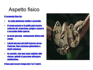 Aspetto fisico
Il serpente Boa ha:

la coda piuttosto sottile e prensile

il corpo grosso e la pelle può essere
colorata di: arancione, grigio e azzurro
a seconda della specie.

la testa piccola, nettamente divisa dal
corpo.

i denti più piccoli dall'esterno verso
l'interno. Non esistono ghiandole e
denti velenosi.

le costole, che non sono saldate allo
sterno, quindi si possono allargare
moltissimo.
Il boa può essere lungo dai 2 ai 7 metri.
 