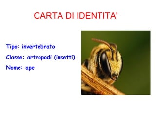 CARTA DI IDENTITA'
Tipo: invertebrato
Classe: artropodi (insetti)
Nome: ape
 