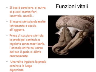 Funzioni vitali
Il boa è carnivoro; si nutre
di piccoli mammiferi,
lucertole, uccelli...

Si muove strisciando molto
lentamente e caccia
all'agguato.

Prima di cacciare stritola
la preda poi comincia a
ingoiarla senza masticarla,
l'animale entra nel corpo
del boa il quale si dilata
enormemente.

Una volta ingoiata la preda
comincia la lunga
digestione.
 