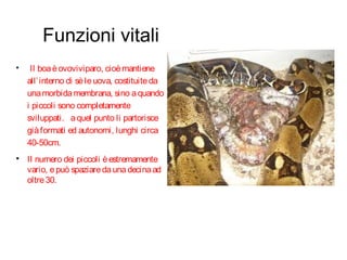 Funzioni vitali

Il boaèovoviviparo, cioèmantiene
all’interno di sèleuova, costituiteda
unamorbidamembrana, sino aquando
i piccoli sono completamente
sviluppati. aquel punto li partorisce
giàformati ed autonomi, lunghi circa
40-50cm.

Il numero dei piccoli èestremamente
vario, epuò spaziaredaunadecinaad
oltre30.
 